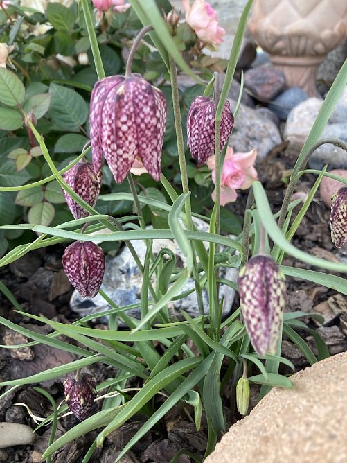 Wundervolle Osterboten (Foto: Yvonne Werner)