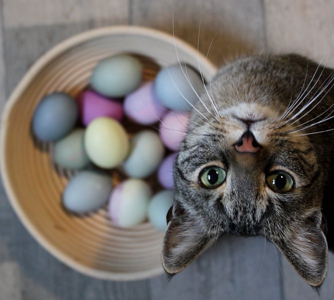 Kater Snoopy (Foto: Emmi Grünwald) Kater Snoopy (Foto: Emmi Grünwald)