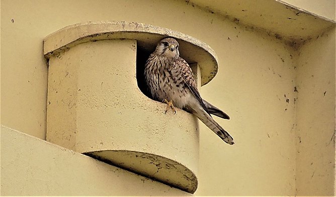 Kelbraer Falken am Vogelturm (Foto: Ulrich Reinboth)
