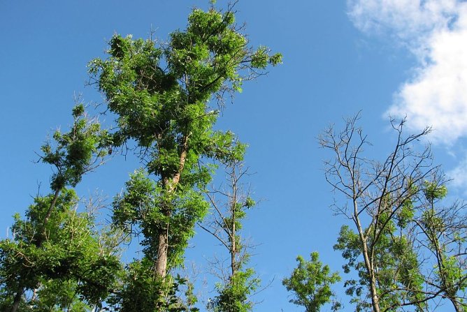 Heimische Eschen deutlich von der Krankheit gezeichnet: Ein ostasiatischer Schadpilz ist die Ursache f&uuml;r das Massensterben der Eschen in Th&uuml;ringen (Foto: Horst Spro&szlig;mann)