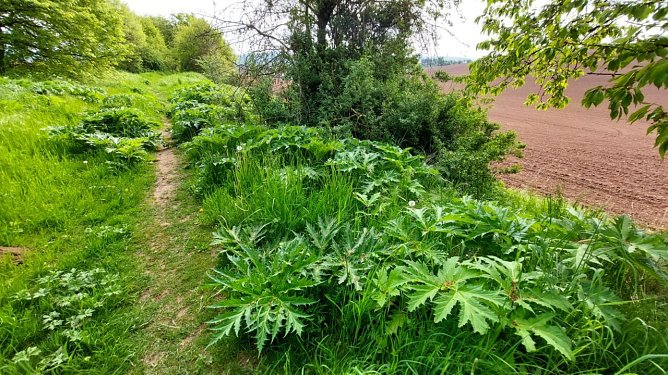 Riesen-B&auml;renklau ist eine Gefahr f&uuml;r Wanderer und Landwirtschaft (Foto: nnz)