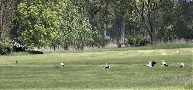 Sie brüten (Foto: U. Reinboth ) Sie brüten (Foto: U. Reinboth )