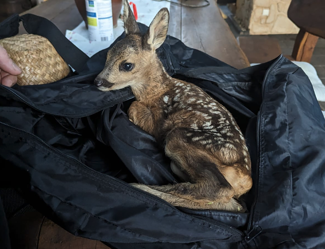 Das kleine Rehkitz wurde an der A38 bei Nordhausen entdeckt (Foto: Landespolizeiinspektion Nordhausen)