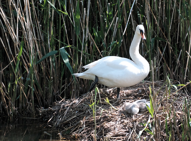 Noch ist der Nachwuchs im Nest (Foto: Peter Blei) Noch ist der Nachwuchs im Nest (Foto: Peter Blei)