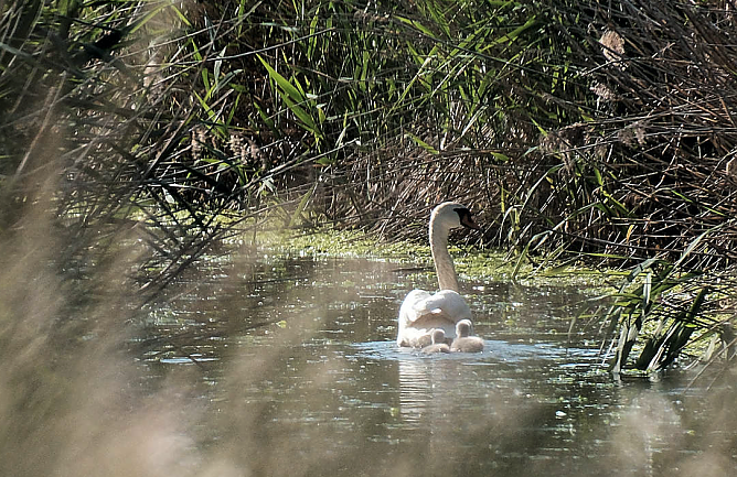 Kaum eine Stunde später war die kleinen Schwäne schon im Wasser (Foto: Peter Blei) Kaum eine Stunde später war die kleinen Schwäne schon im Wasser (Foto: Peter Blei)