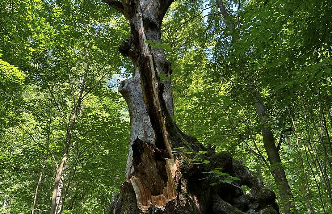 Der 400 Jahre alte "Gro&szlig;mutter"-Baum am Kohnstein  (Foto: Steffen Iffland)