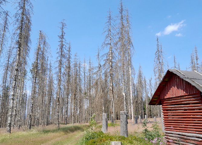Vom Buchdrucker zerstörte Fichtenfläche im Thüringer Forstamt Schönbrunn (Foto: ThüringenForst) Vom Buchdrucker zerstörte Fichtenfläche im Thüringer Forstamt Schönbrunn (Foto: ThüringenForst)