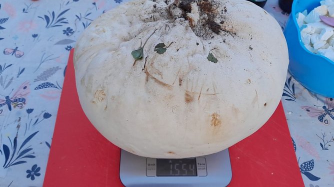 Gro&szlig; und entsprechend schwer - der Riesenbovist auf der Waage (Foto: Privat)