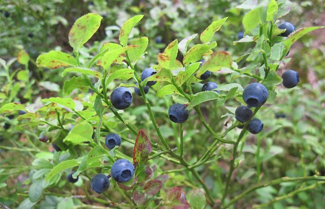 Die Heidelbeere (Foto: T.Kallenbach) Die Heidelbeere (Foto: T.Kallenbach)