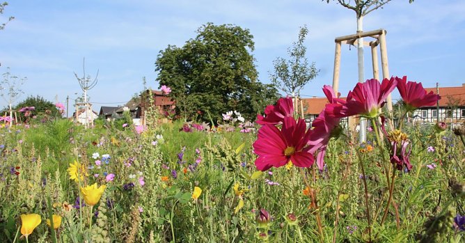 Blütenpracht am Hesseröder Dorfanger (Foto: agl) Blütenpracht am Hesseröder Dorfanger (Foto: agl)