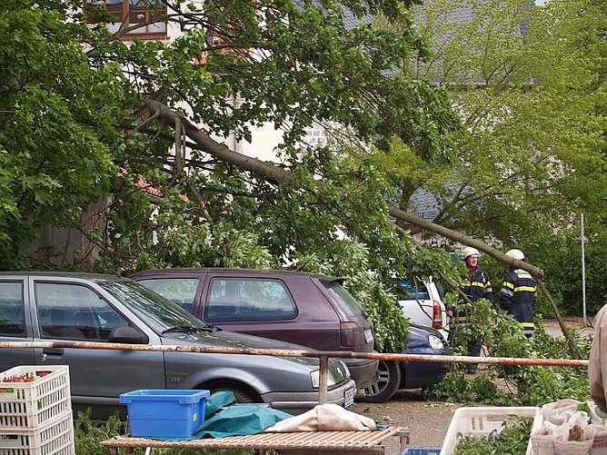 Abgeknickt (Foto: nnz)