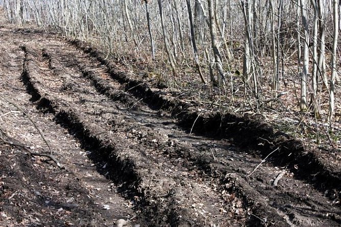 Spuren im Wald (Foto: R. Bayer)