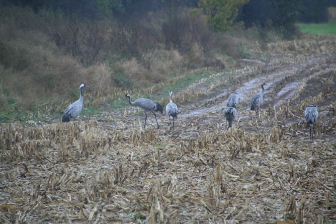 Rastende Kraniche in der Goldenen Aue (Foto: Pressestelle Landratsamt Nordhausen) Rastende Kraniche in der Goldenen Aue (Foto: Pressestelle Landratsamt Nordhausen)