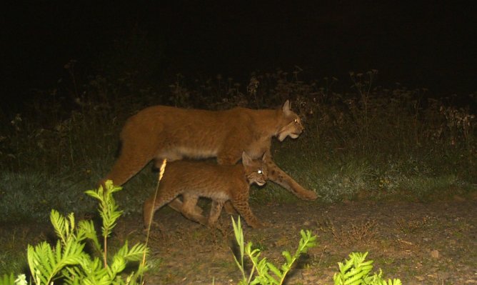 Luchs-Mama mit Nachwuchs im Südharz unterwegs (Foto: Umweltministerium Thüringen) Luchs-Mama mit Nachwuchs im Südharz unterwegs (Foto: Umweltministerium Thüringen)