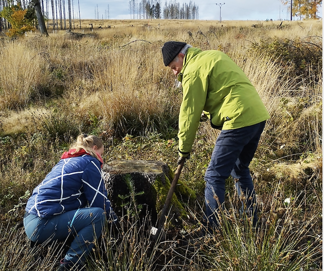 Pflanzaktion im Südharz (Foto: ThüringenForst) Pflanzaktion im Südharz (Foto: ThüringenForst)