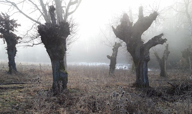 Adventswanderung im Dezember  (Foto: LPV)