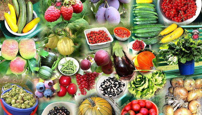 Obst und Gem&uuml;seanbau aus unserem heimischen Garten (Foto: Joachim Retzek)