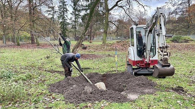 Baumpflanzungen im Stadtpark (Foto: Stadtverwaltung Nordhausen) Baumpflanzungen im Stadtpark (Foto: Stadtverwaltung Nordhausen)