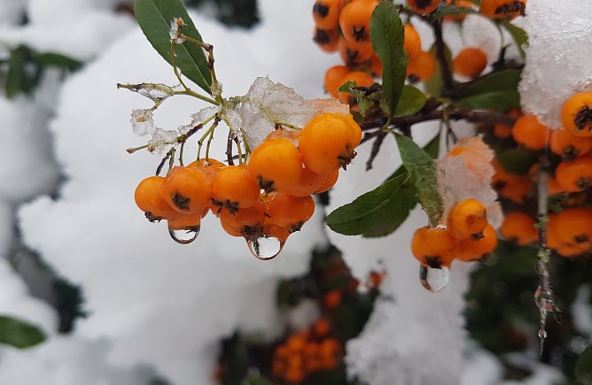 Momentaufnahme im Schnee  (Foto: Christina Kannengie&szlig;er )