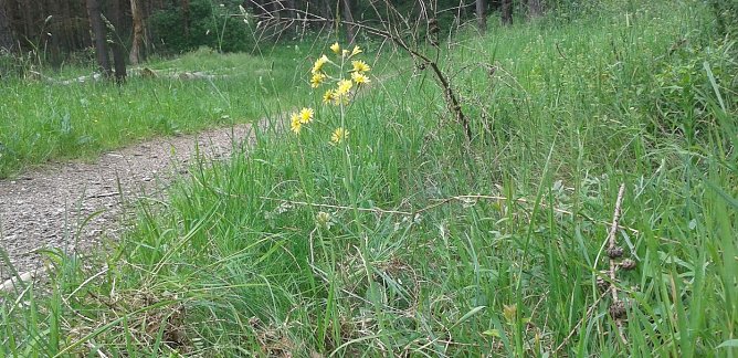 Artenvielfalt im Alten Stolberg (Foto: B. Schwarzberg)