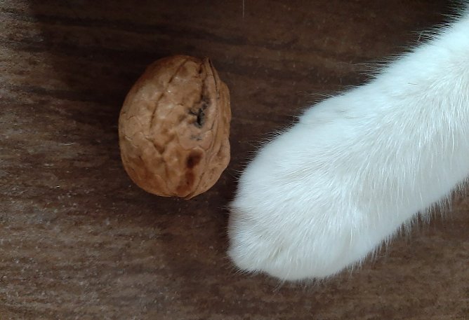 Diese Nuss geh&ouml;rt mir (Foto: Yvonne MOrgenstern aus Wolkramshausen)