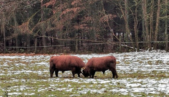 Zwei pr&auml;chtige Bullen  (Foto: J&uuml;rgen Mehne)