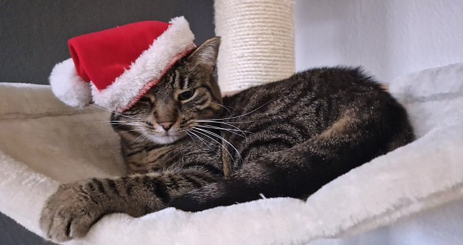 Katze Lou freut sich auf Weihnachten und hat schon die große Mütze auf (Foto: Lisa Sindermann) Katze Lou freut sich auf Weihnachten und hat schon die große Mütze auf (Foto: Lisa Sindermann)