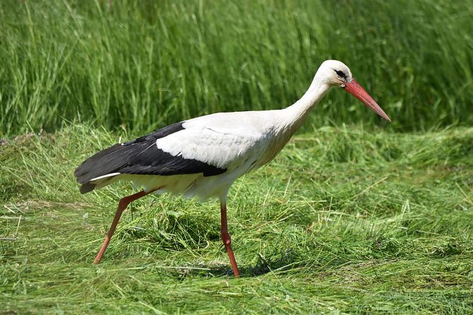 Weitr&auml;umige Wiesen und Viehweiden sind die wichtigsten Lebensr&auml;ume f&uuml;r Brutst&ouml;rche. Dort finden sie die entsprechenden Nahrungstiere f&uuml;r die Aufzucht des Nachwuchses. (Foto: Klaus Schmidt)