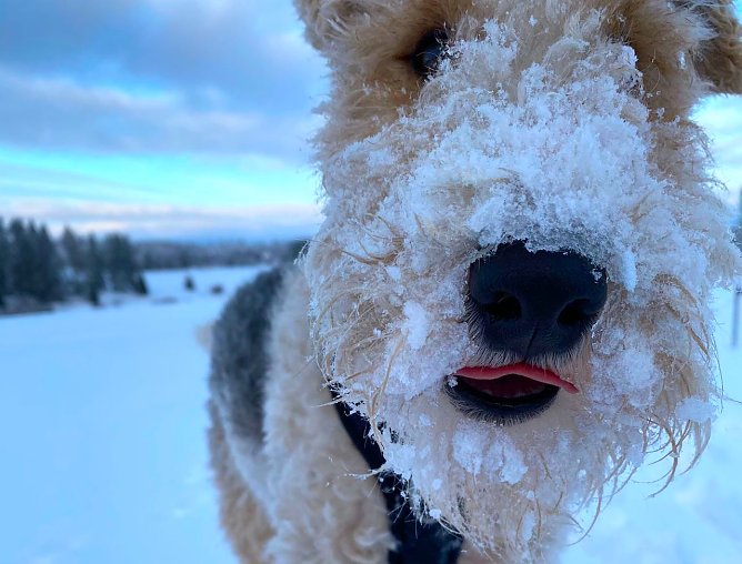 Prince spielt ung tobt im Schnee (Foto: xxxxx) Prince spielt ung tobt im Schnee (Foto: xxxxx)