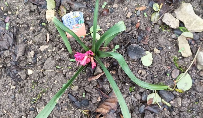 Ein Willkommen der ersten Hyazinthe des Jahres am Dreik&ouml;nigstag (Foto: T.Leipold)