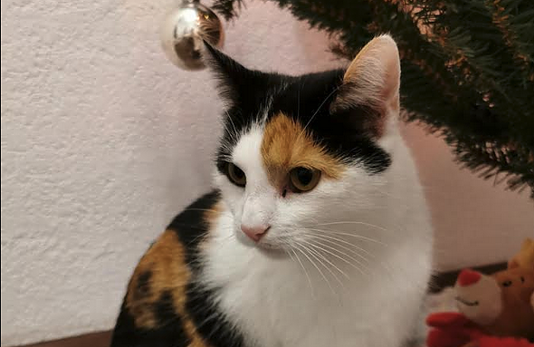 Wo ist Casey? (Foto: privat) Wo ist Casey? (Foto: privat)