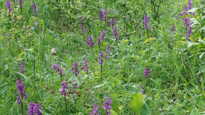 Das Stattliche Knabenkraut (Orchis mascula) ist h&auml;ufiger und anpassungsf&auml;higer, als das Blasse Knabenkraut. Jedoch leiden vor allem seine Wiesenbest&auml;nde unter einem Umbau der Magerrasen als Folge ungeeigneter Bewirtschaftung, so dass es zur&uuml;ckgeht.  (Foto: Bodo Schwarzberg)