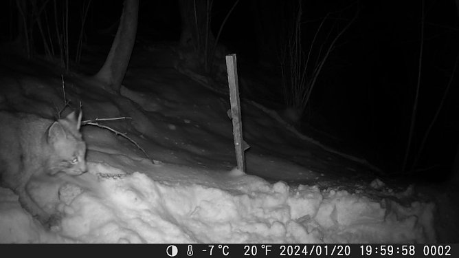 Luchsnachweis in der Fotofalle (Foto: Maik Engelhardt) Luchsnachweis in der Fotofalle (Foto: Maik Engelhardt)