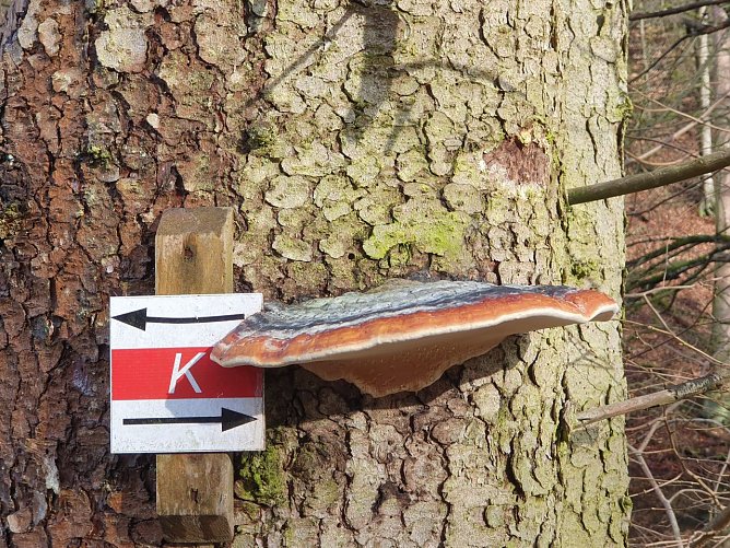Hier &uuml;berw&auml;chst ein Exemplar des Rotrandigen Baumschwamms (Fomitopsis pinicola) eines der bekannten Karstwanderwegsmarkierungschildchen. Aufnahme vom 10.2.24  beim 49. S&uuml;dharz-Hunderter im NSG Alter Stolberg.  (Foto: Bodo Schwarzberg)