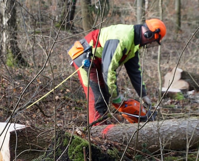 Kein Widerspruch: W&auml;hrend Geh&ouml;lzschnitt im eigenen Garten ab 1. M&auml;rz untersagt ist, laufen im Wald Holzerntema&szlig;nahmen auf Hochtouren (Foto: Dr. Horst Spro&szlig;mann)
