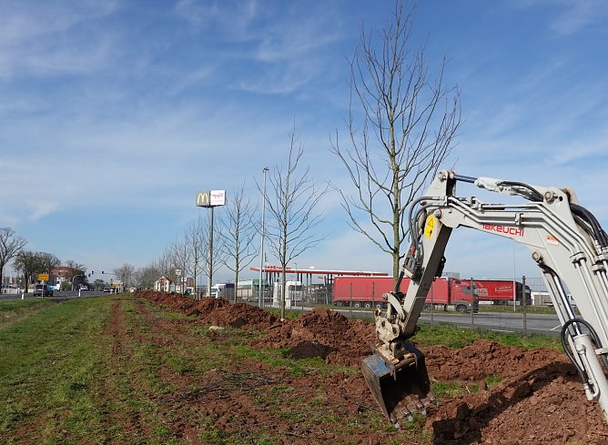 Hier kommen 34 amerikanische Roteichen in die Erde (Foto: nnz)