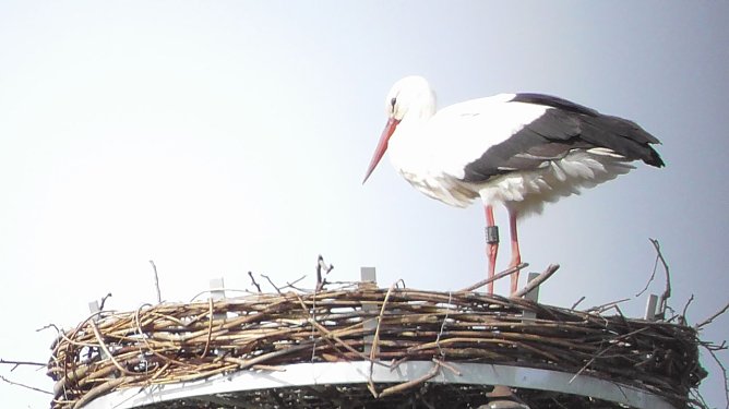 Der Storch ist da (Foto: U. Reinboth )