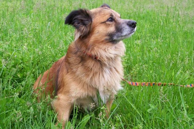 Vergessen? (Foto: Tierheim) Vergessen? (Foto: Tierheim)