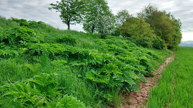 Der Riesenb&auml;renklau verschafft sich Platz (Foto: nnz)