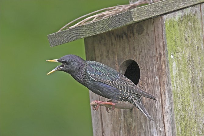 Auch den Star kann man im eigenen Garten entdecken (Foto: Frank Hecker)