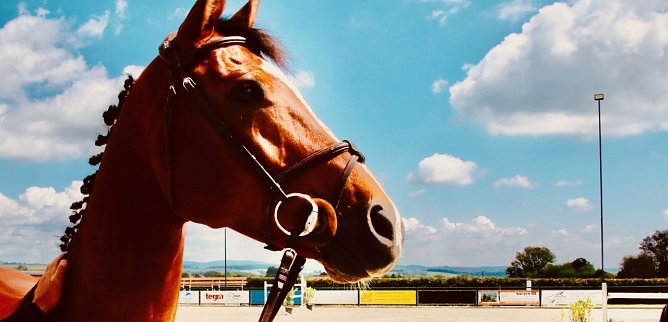 In Immenrode kommen im Juni Springreiter aus ganz Deutschland zusammen (Foto: agl)
