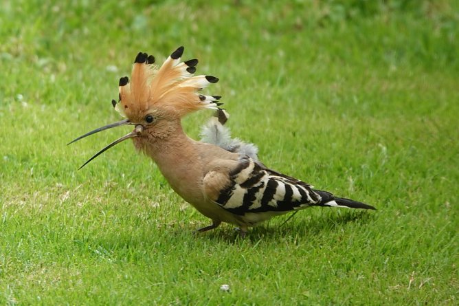 H&uuml;bscher Gast im Garten (Foto: Familie Severin)