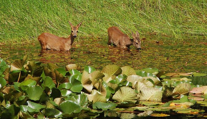 Wird die Sommerhitze zu stark, gehen Rehe auch mal ins Freibad (Foto: Andreas Knoll) Wird die Sommerhitze zu stark, gehen Rehe auch mal ins Freibad (Foto: Andreas Knoll)
