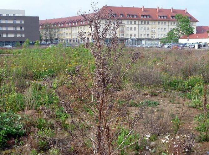 Botanisches Kleinod (Foto: nnz)