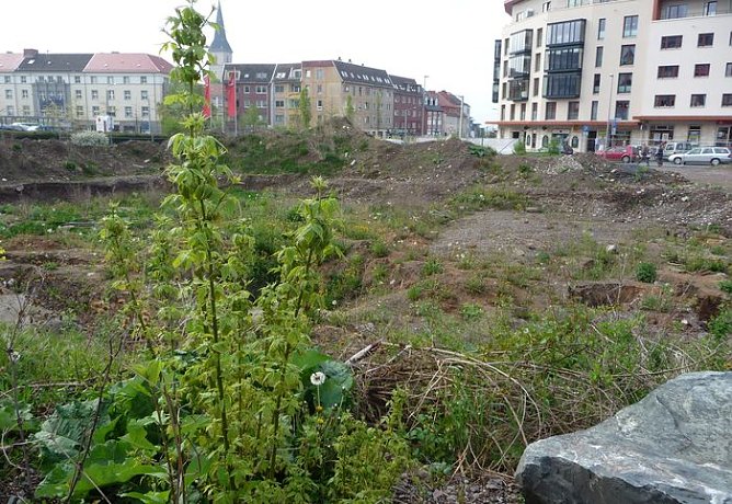 Botanisches Kleinod (Foto: nnz)