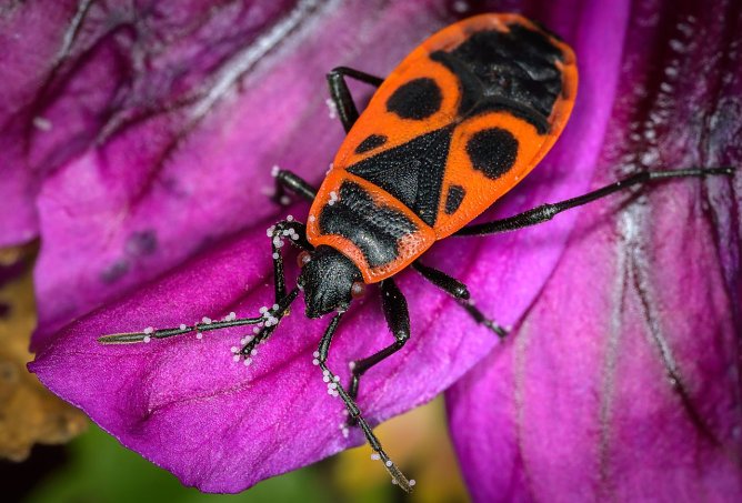 Wohl bekannt und weit verbreitet: die Feuerwanze (Foto: Holger Rüdel) Wohl bekannt und weit verbreitet: die Feuerwanze (Foto: Holger Rüdel)