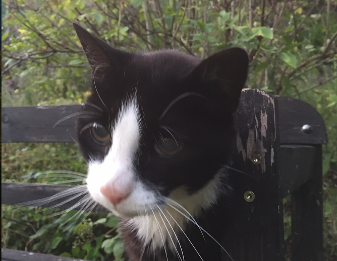 Burgkater Hermann ist an grauem Star erkrankt (Foto: Verein f&uuml;r lebendiges Mittelalter)