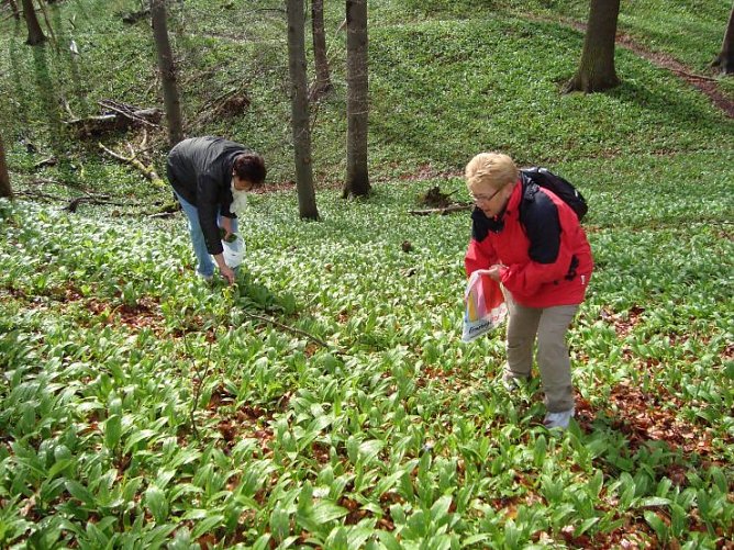 Wanderer beim Kr&auml;uter sammeln (Foto: Gemeinde Ilfeld)
