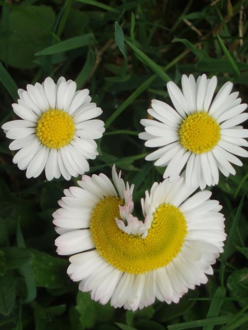 Das l&auml;chelnde G&auml;nsebl&uuml;mchen (Foto: Christine Angerer-Resch)