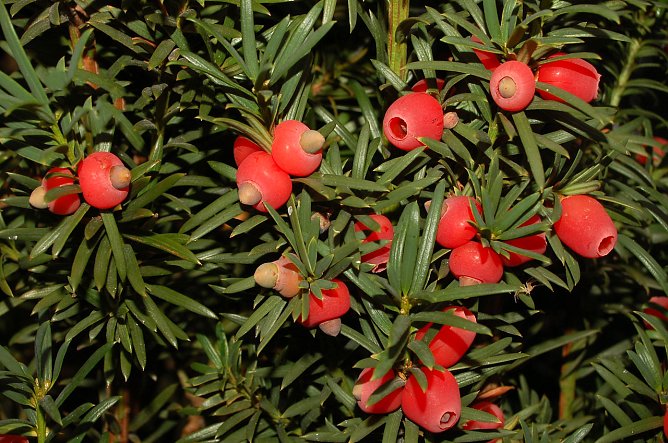 Eltern aufgepasst: Kinder k&ouml;nnten beim Waldspaziergang die optisch attraktiven Beeren verzehren � dies w&auml;re selbst bei geringsten Mengen t&ouml;dlich (Foto: Andreas Knoll)